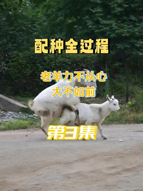 山羊交配高清视频直播