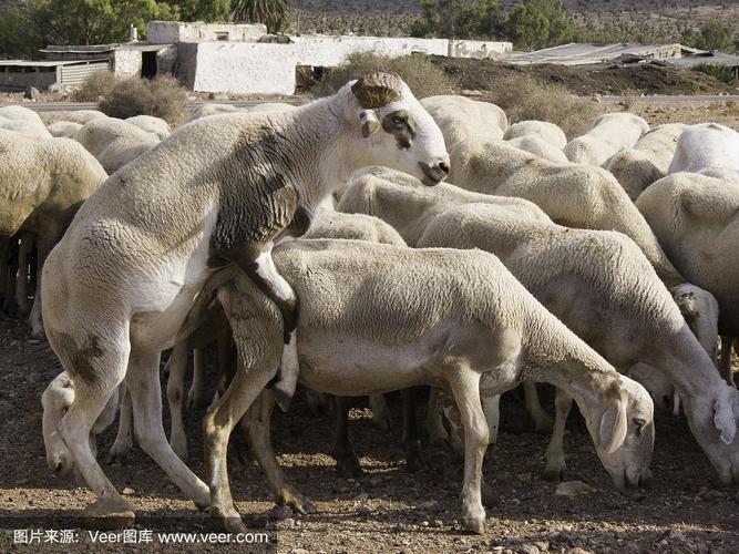 山羊交配高清视频直播