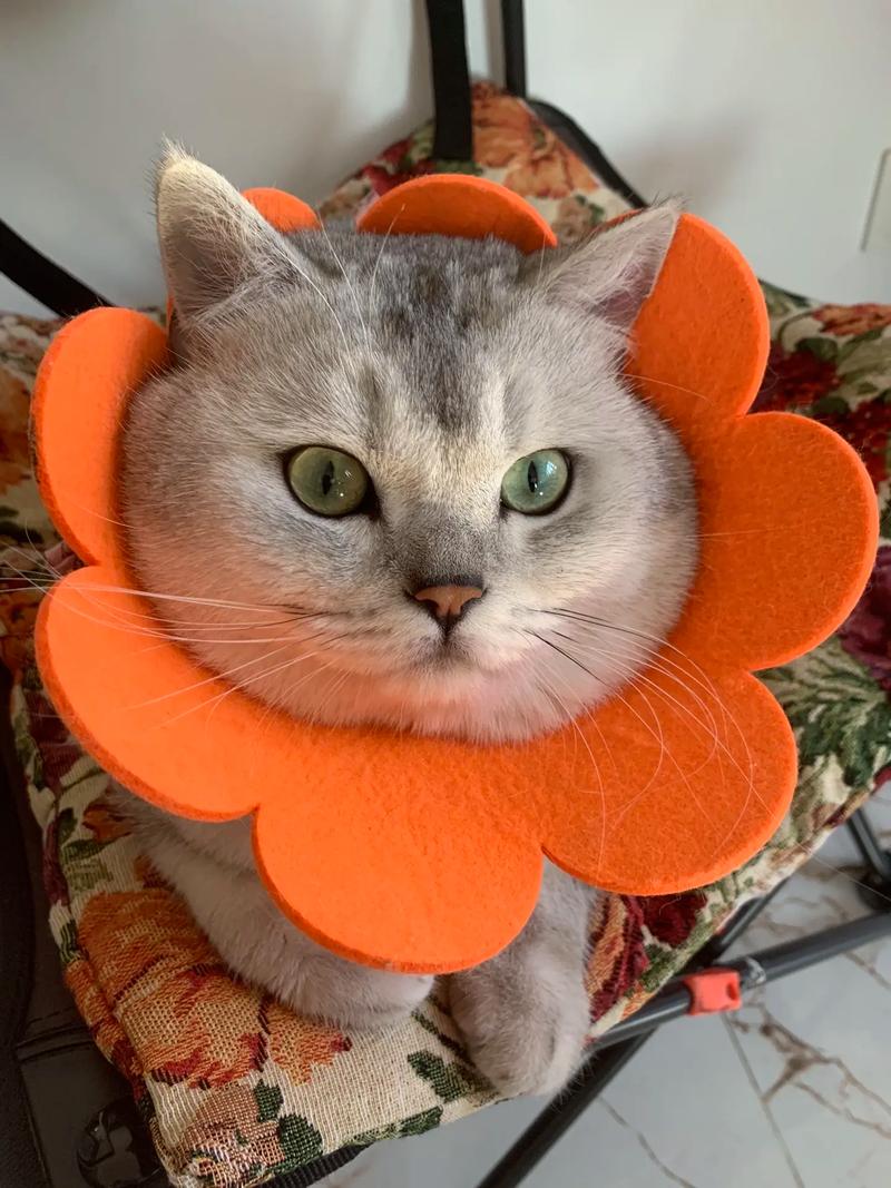 抖音太阳花和猫的视频