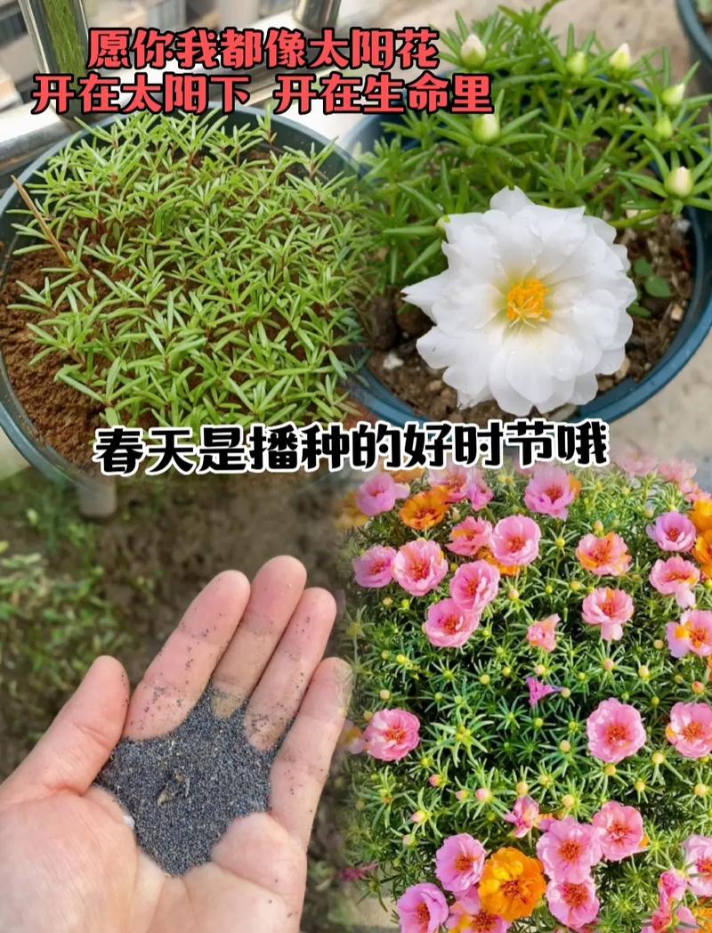 抖音大阳花蓝牙怎么用