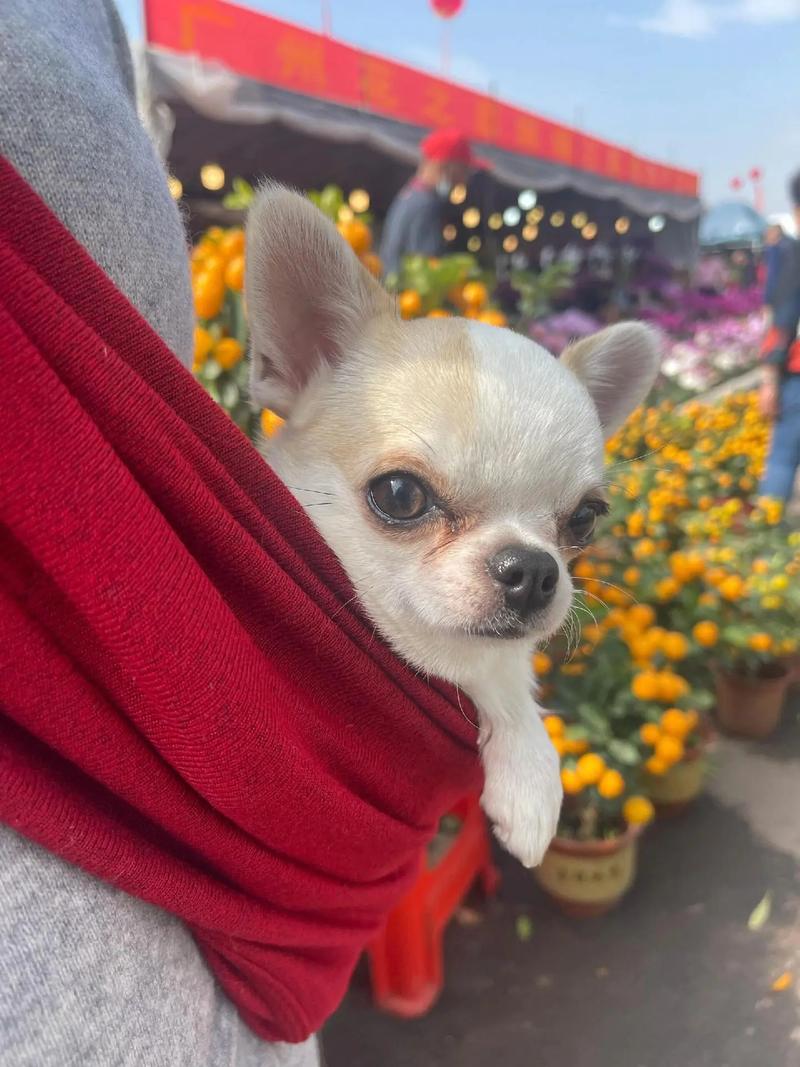 抖音里扶着门的吉娃娃