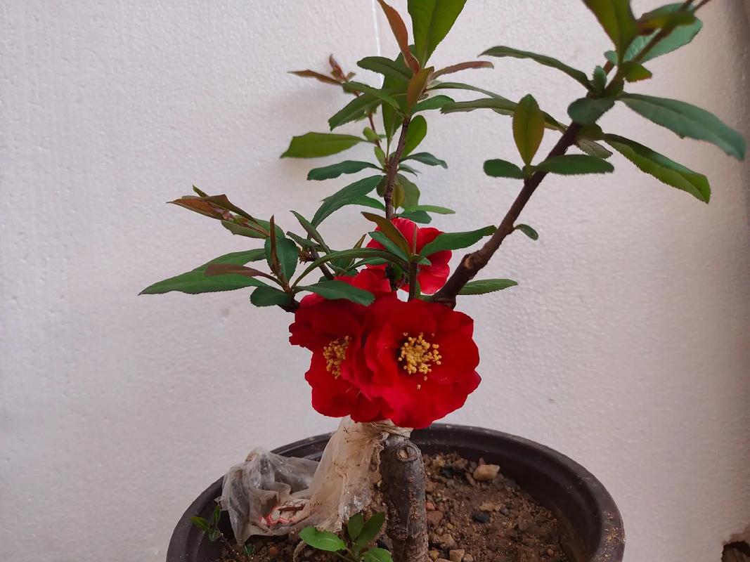 抖音妖娆花的全部歌曲