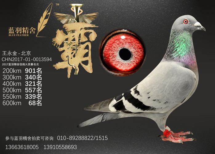 贵州信鸽协会赛事直播