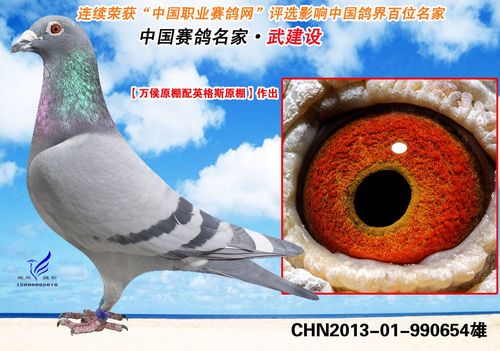 贵州信鸽协会赛事直播