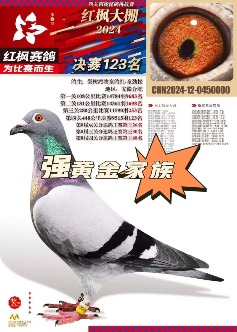 四川信鸽赛事直播平台