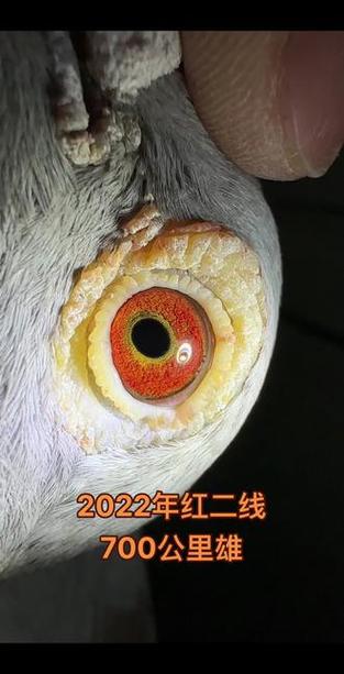 四川信鸽赛事直播平台