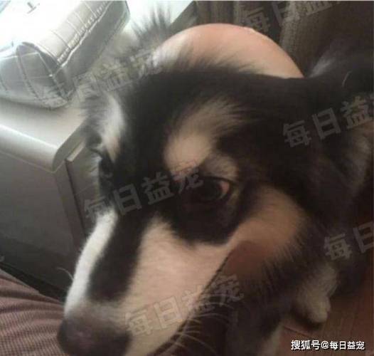 东北最惨哈士奇快手号