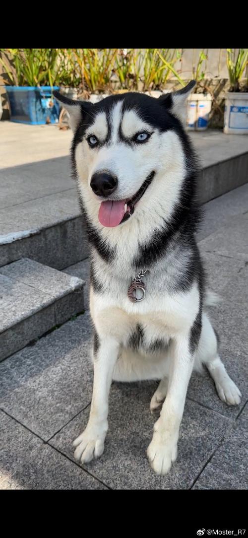 东北最惨哈士奇快手号