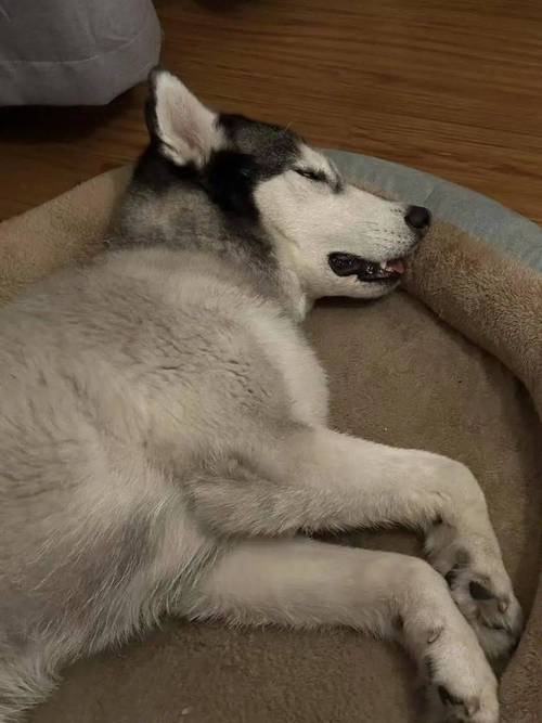 东北最惨哈士奇快手号