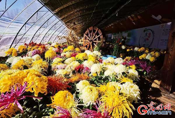 科技之花美乡村一直播