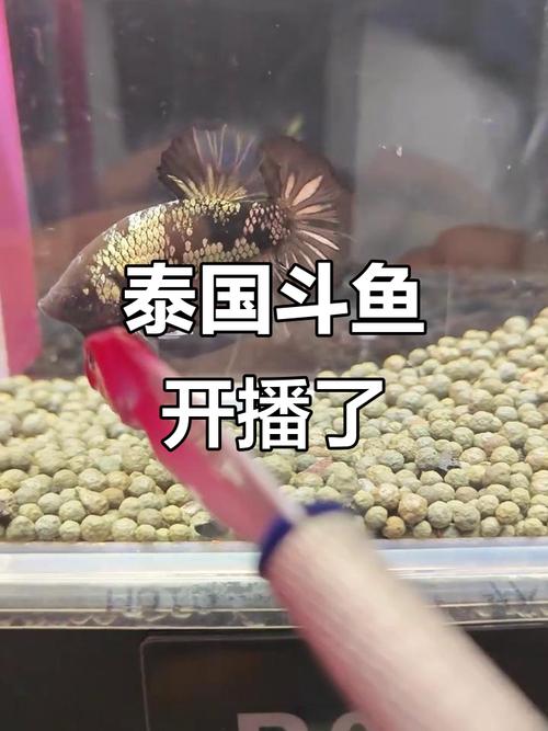 斗鱼直播人气怎么提升
