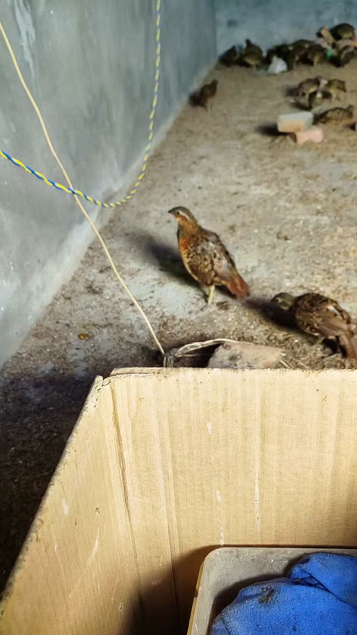 竹鸡噎面引抖放什么音