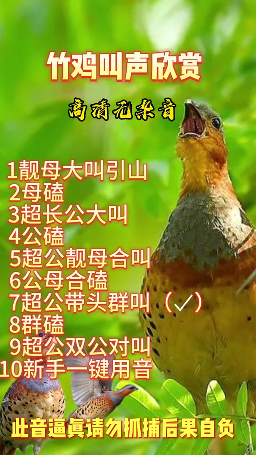 竹鸡噎面引抖放什么音