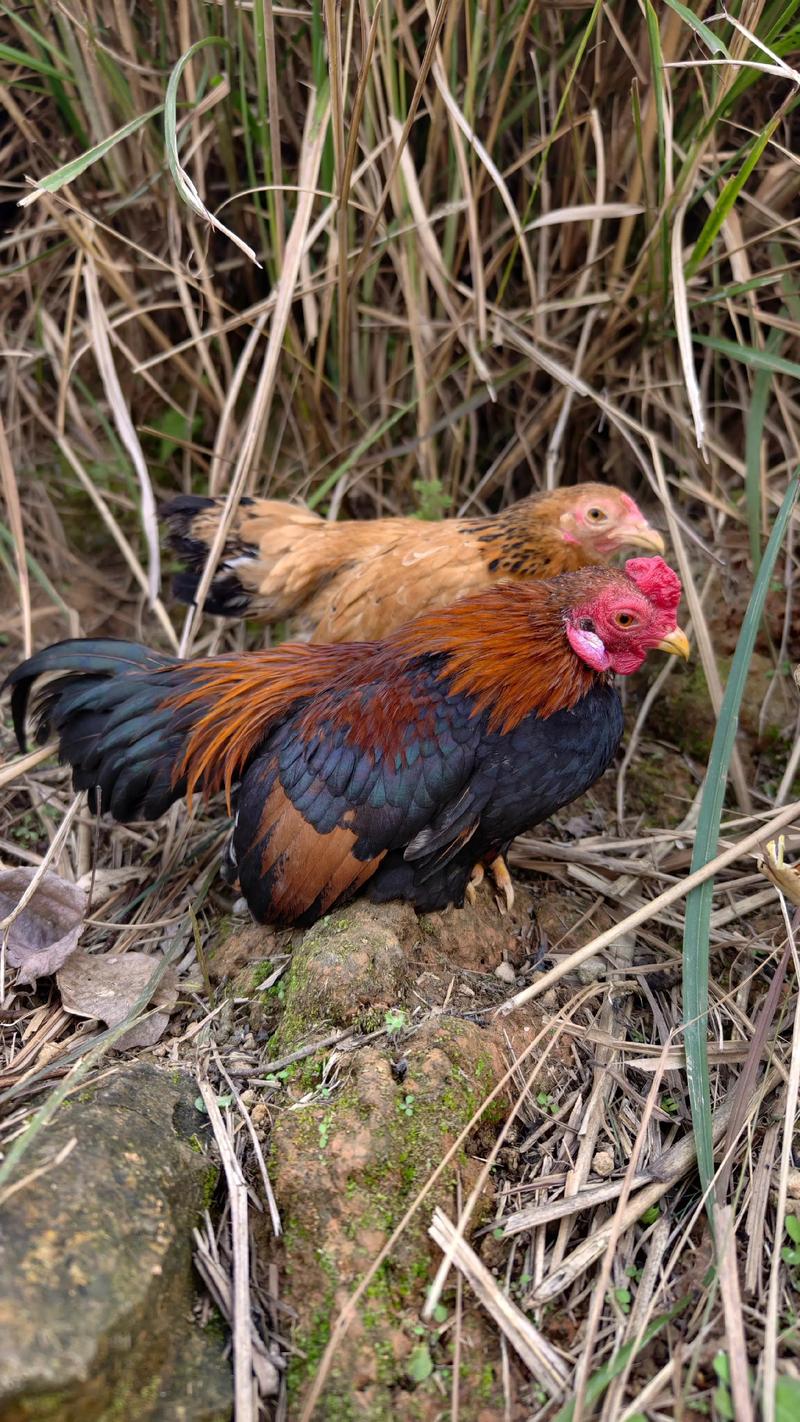 竹鸡噎面引抖放什么音