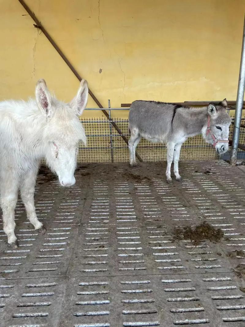 抖音里面学说话的小驴