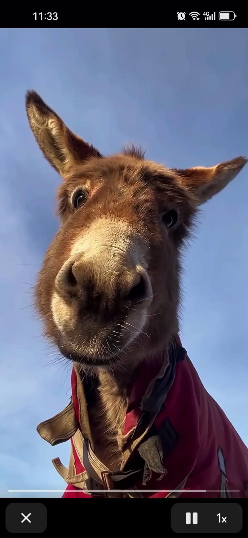 抖音里面学说话的小驴