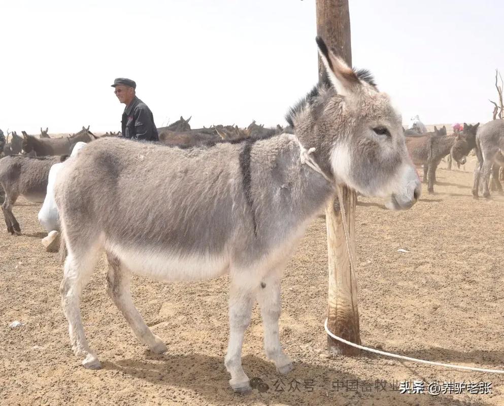 抖音里面学说话的小驴