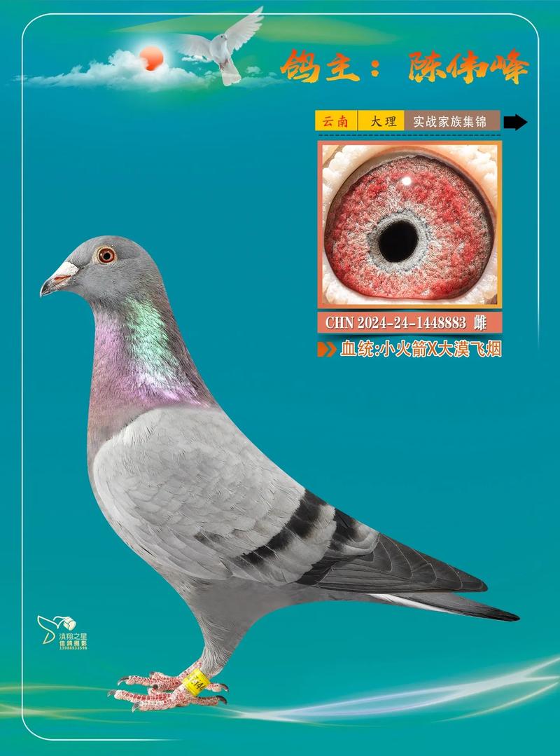 绵阳市信鸽协会直播网