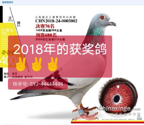 绵阳市信鸽协会直播网