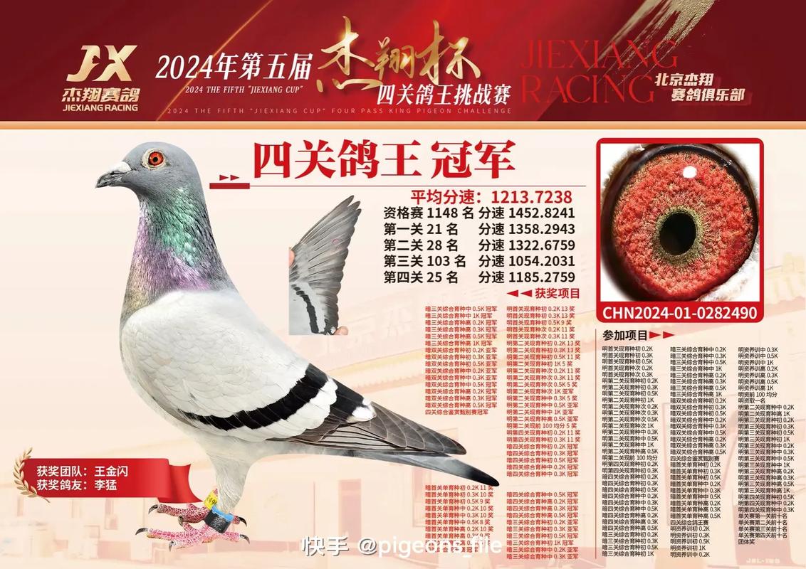 中国信鸽竟翔直播平台