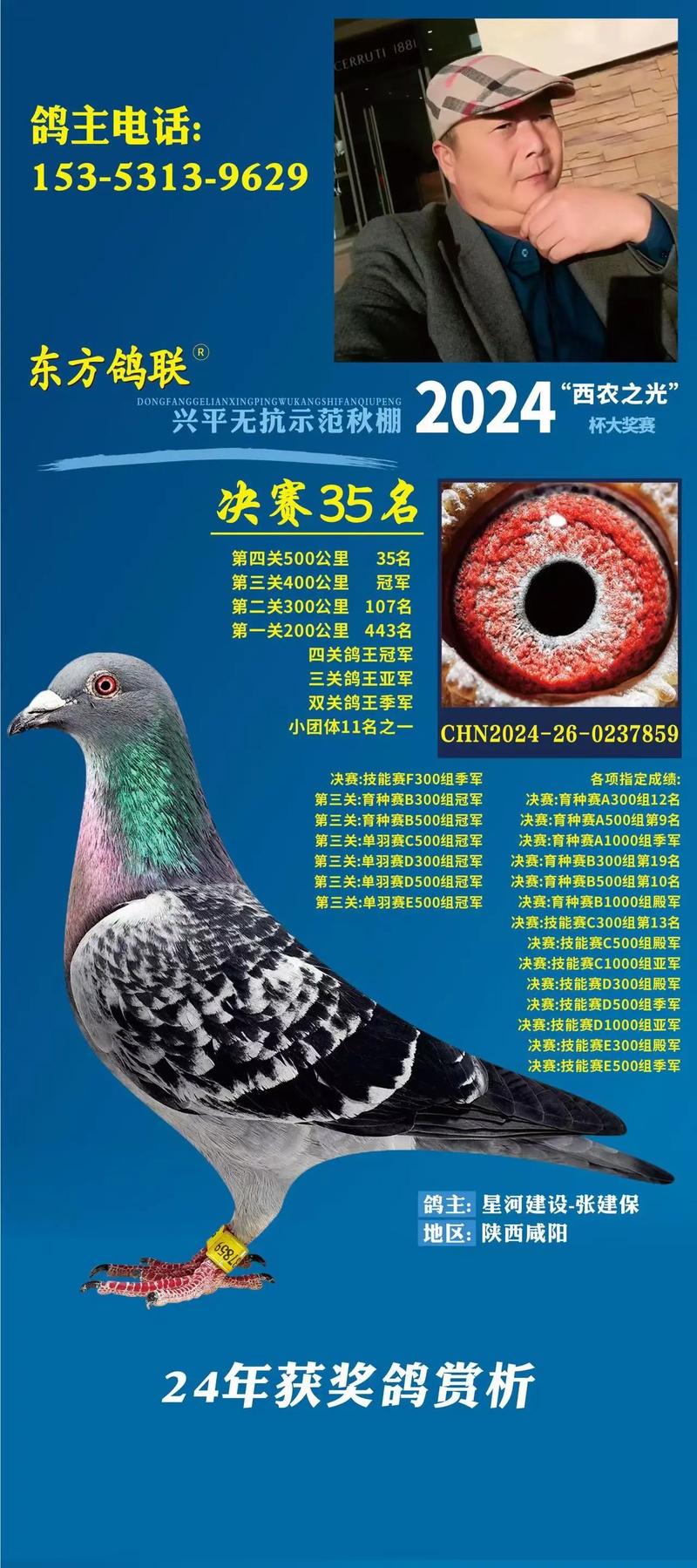 中国信鸽竟翔直播平台