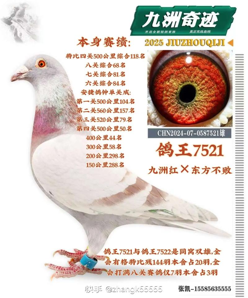 中国信鸽竟翔直播平台