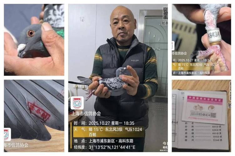 上海信鸽协会比赛直播