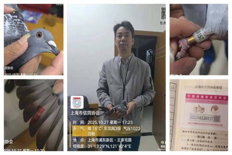 上海信鸽协会比赛直播