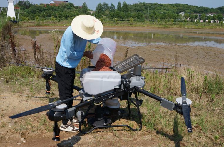 直播水稻高产栽培技术