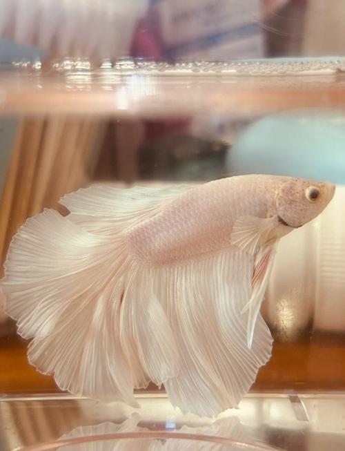 斗鱼苹果手机怎么直播