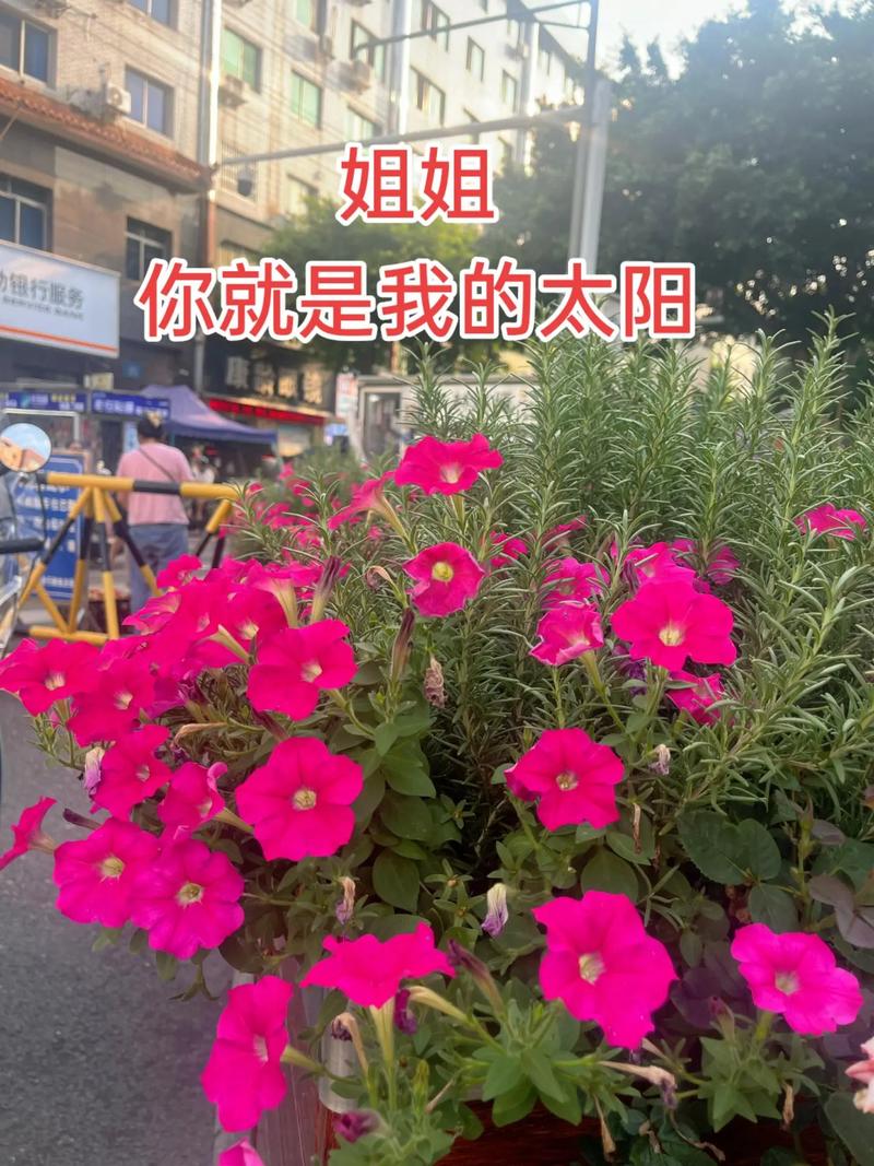 抖音太阳花音乐是哪首