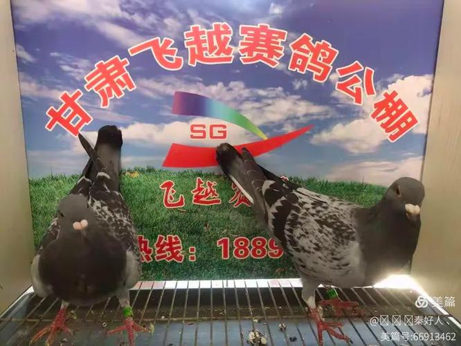 云飞赛事直播各地公棚