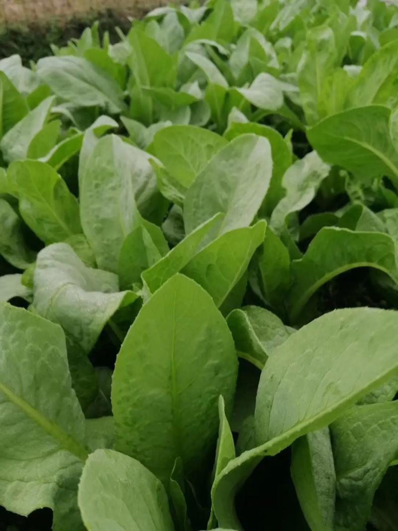 抖音上绿色撕拉面膜是