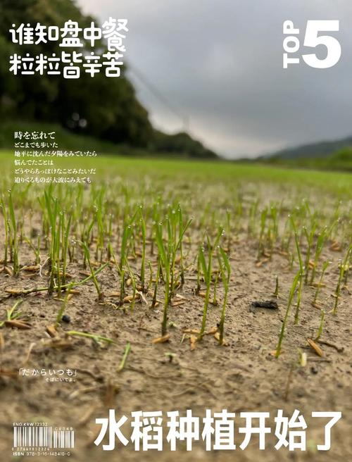 直播水稻施肥量和时间