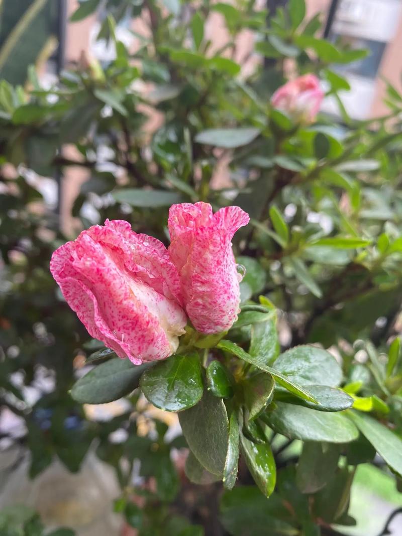 抖音妖娆花的背景音乐