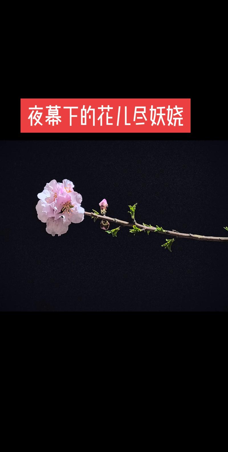 抖音妖娆花的背景音乐