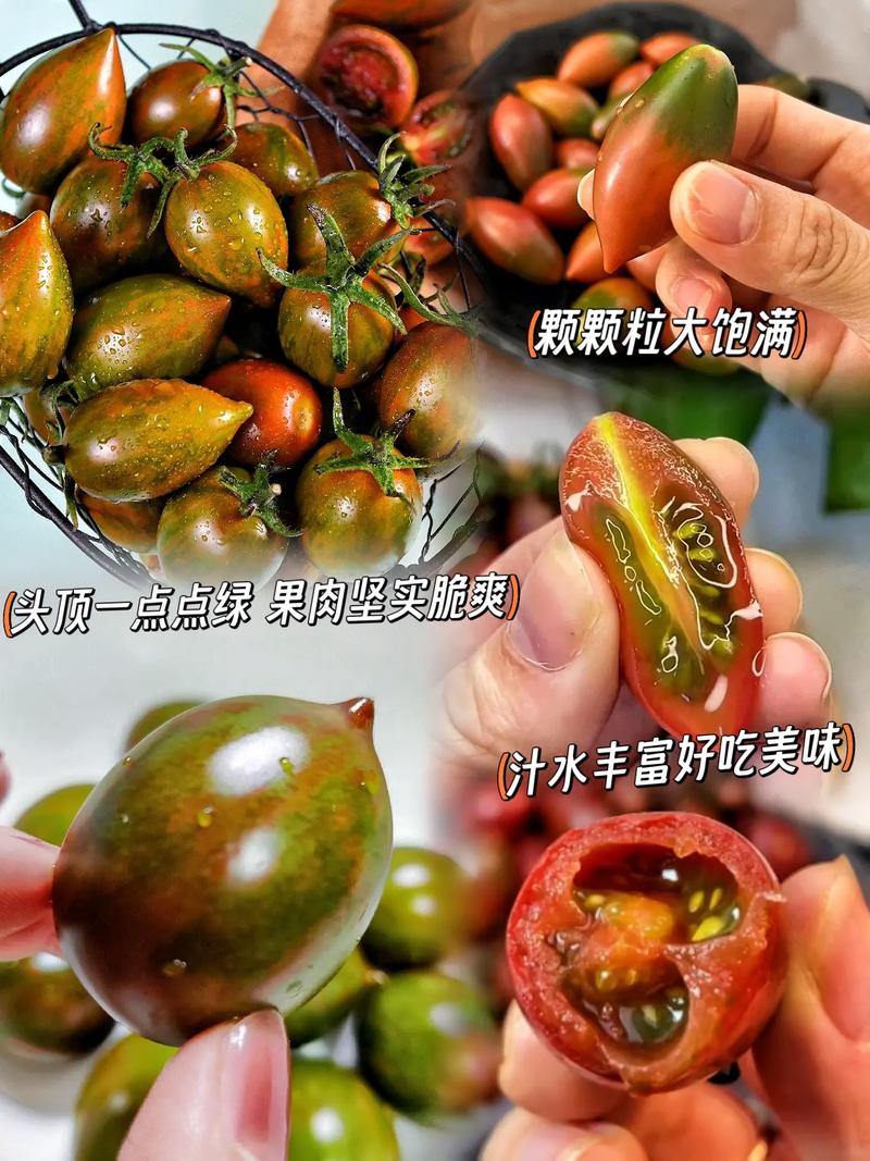 快手红番茄网红快手号