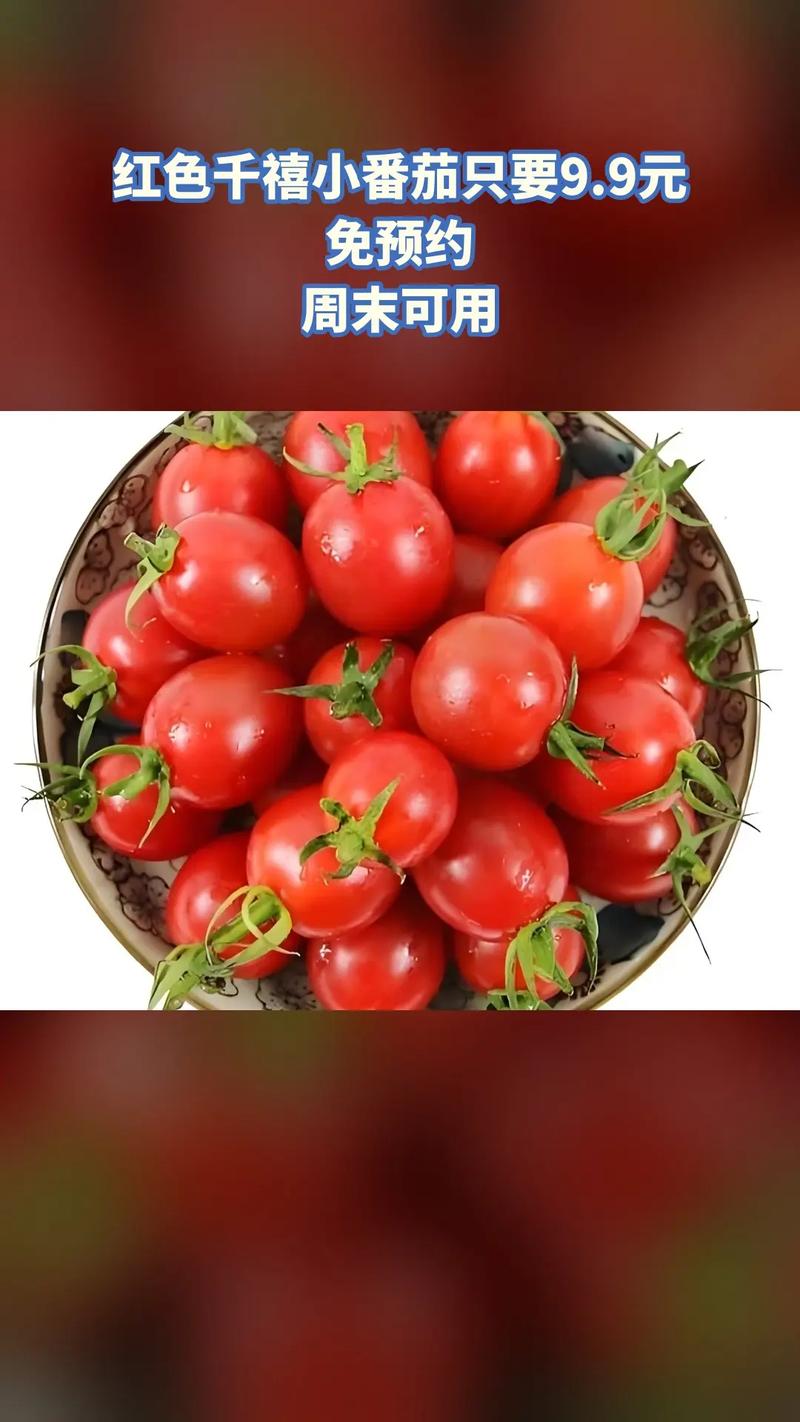 快手红番茄网红快手号