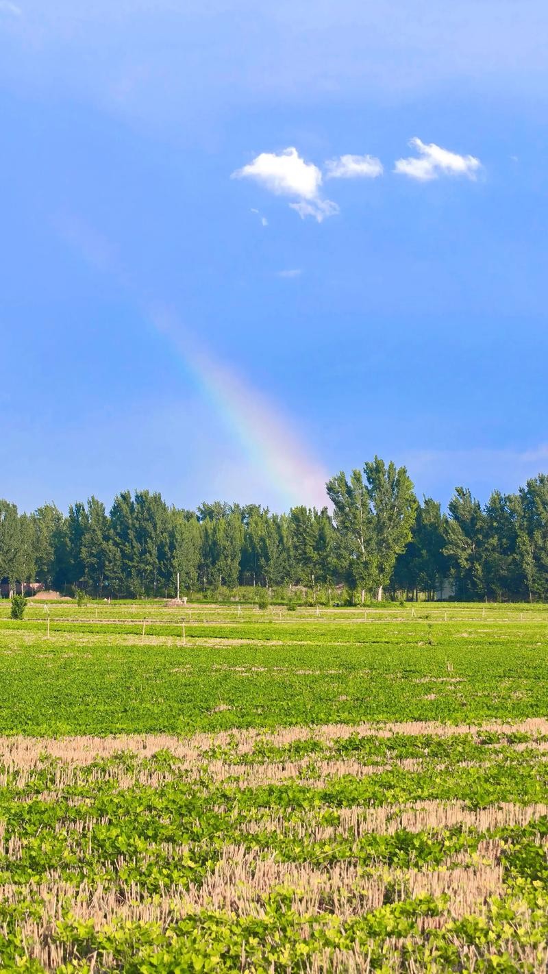 彩虹频道手机在线直播