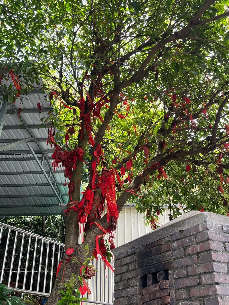 抖音上结婚按手印的树