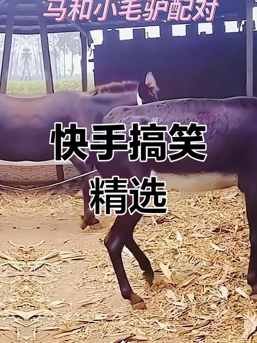 快手恶搞男朋友快手号