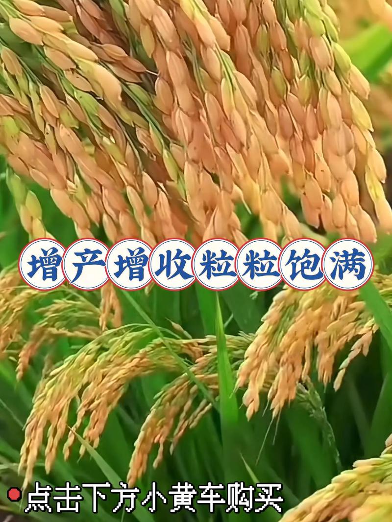 水稻直播田苗后除草剂
