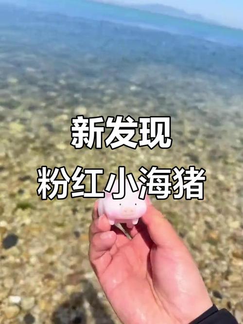海草猪是抖音公司的吗