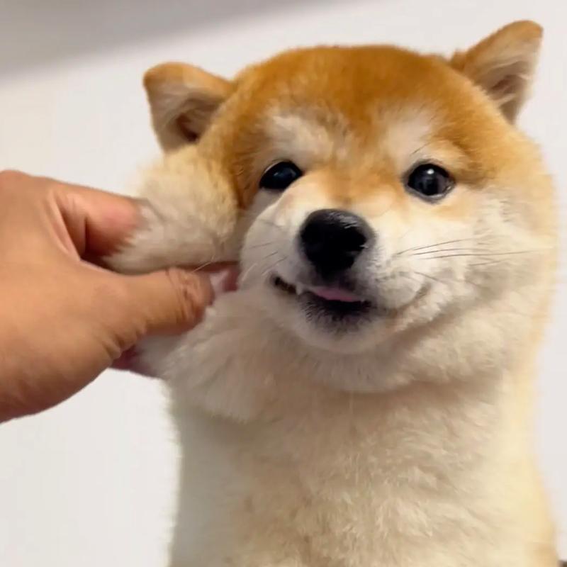 捏捏你的耳朵抖音搞笑