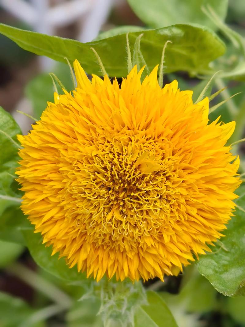 抖音妖娆花向日葵视频