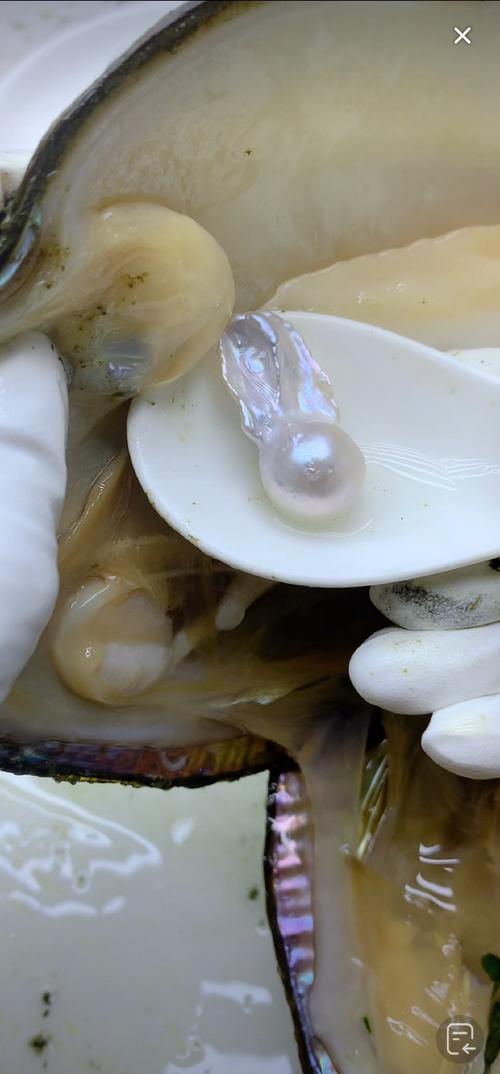 淘宝直播开蚌是真的吗