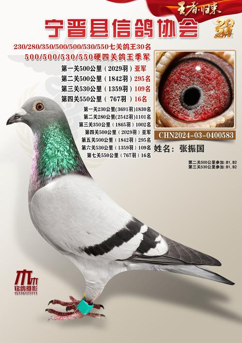 中国信鸽协会赛事直播