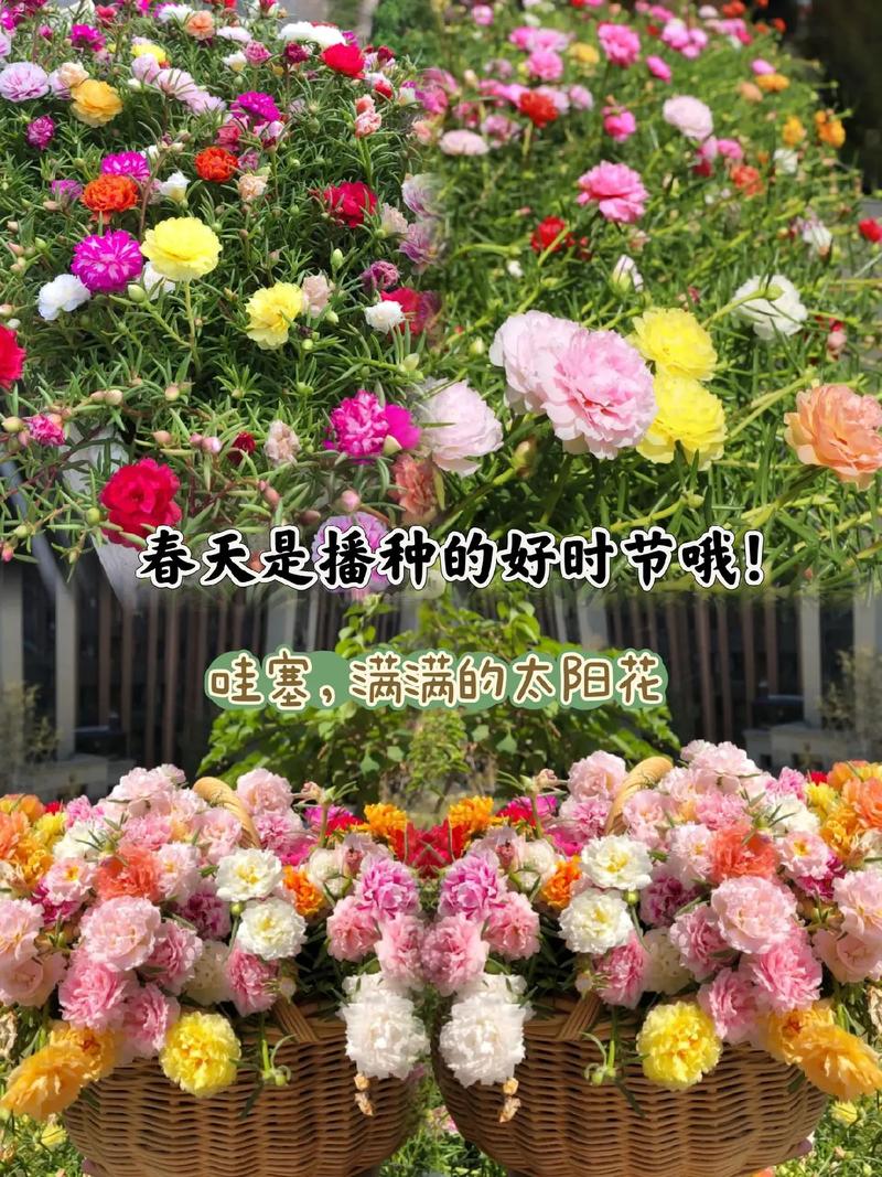 抖音太阳花音乐多少钱