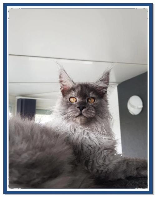 抖音里的灰猫什么品种