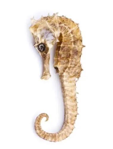 抖音小海龙成长的样子